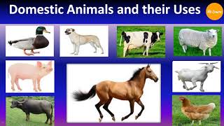 Domestic animals and their uses [upl. by Enasus]