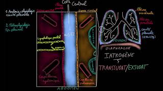 Epanchement pleural  Docteur Synapse [upl. by Alfred539]