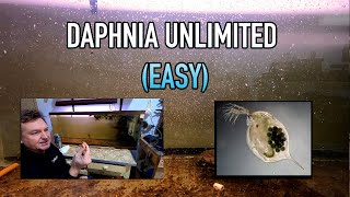 How I Raise Daphnia Water Fleas And You Can Too [upl. by Yalahs]