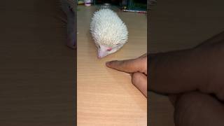 Hedgehog 🦔 amp African giant snails 🐌 ytshorts trendingshorts viralshorts hedgehog giantsnails [upl. by Marjy]