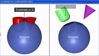 CBSE Class 11 Biology  Biomolecules Part 2  Full Chapter  By Shiksha House [upl. by Nilrah]