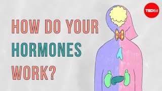 How do your hormones work  Emma Bryce [upl. by Nileuqay]