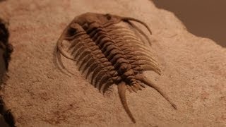 Rare Fossils of Ancient Trilobites [upl. by Springer51]