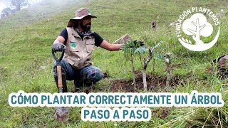 Cómo plantar CORRECTAMENTE un árbol  PASO A PASO 👨🏽‍🌾 🌳 [upl. by Asare]