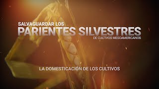 1 La domesticación de los cultivos  Parientes Silvestres de cultivos mesoamericanos [upl. by Ioab]