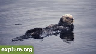 Nature Expert Explains Sea Otters and Kelp [upl. by Nabatse599]