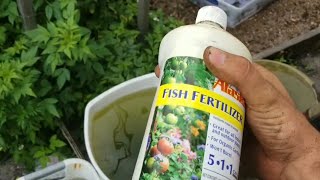 How to Use Fish Emulsion Fertilizer [upl. by Wyck]