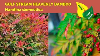 Gulf Stream Heavenly Bamboo  Nandina domestica [upl. by Rocray]