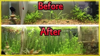 CHEAPEST WAY TO FERTILIZE YOUR PLANTED AQUARIUM DIY ROOT TABS [upl. by Chambers746]