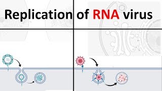 Replication of RNA virus  How RNA virus replicate  Virology USMLE [upl. by Dleifniw285]