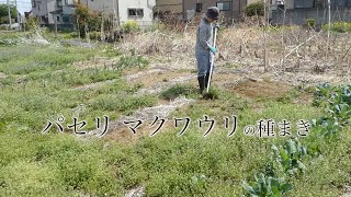 パセリ マクワウリの種まき Sowing parsley oriental melon [upl. by Aurelea]