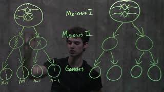 Genetics Nondisjunction amp Meiosis [upl. by Yr]