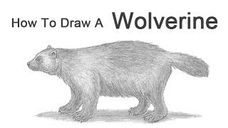 How to Draw a Wolverine [upl. by Refynnej]