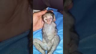 Razor wire death for baby monkey [upl. by Inalaek]