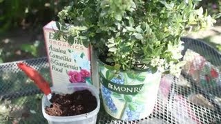 How to Acidify Soil for Blueberries  Garden Space [upl. by Kettie]