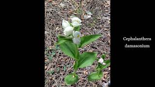 Cephalanthera  Rubra  Longifolia  Damasonium Greece [upl. by Hepsiba]