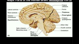 Anatomy  Major Parts of the Brain Midsagittal View [upl. by Meeharbi]