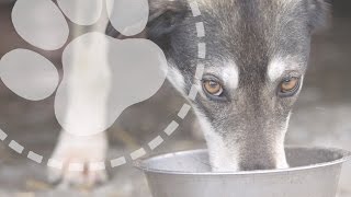 What do sled dogs eat  Mushing Explained [upl. by Hausner]