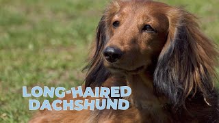 LongHaired Dachshund Dog Breed [upl. by Aehcim]