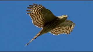 Sparrowhawk Bird Call Bird Song [upl. by Yasdnyl]