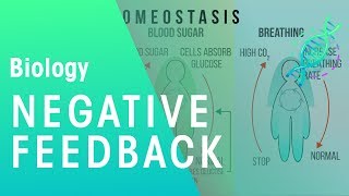 Negative Feedback  Physiology  Biology  FuseSchool [upl. by Moser838]