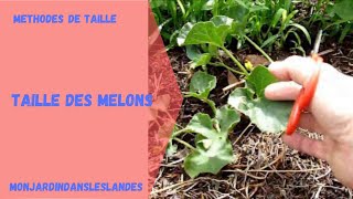 Taille des melons  Monjardindansleslandes [upl. by Navoj]