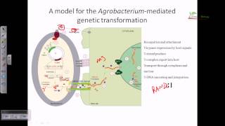 Agrobacterium mediated gene transformation in plants [upl. by Yelkao]