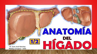 🥇 Anatomía del HÍGADO 12 Fácil y Sencillo [upl. by Follansbee]