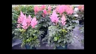 Best Perennials  Astilbe Rheinland False Spirea [upl. by Walsh]