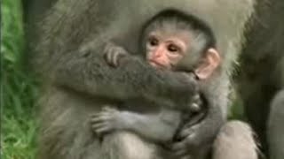 Cute Baby Vervet Monkies Playing  Cheeky Monkey  BBC Studios [upl. by Atnim971]