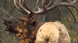 Bull Elk Bugling during the Rut [upl. by Ayirp24]