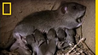 Momma Rat 15000 Babies a Year  National Geographic [upl. by Tracay752]