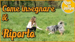 COME INSEGNARE AL CANE IL quotRIPORTOquot 🐶 Addestramento Educazione cani n 26  Qua la Zampa CANE CANI [upl. by Mahalia521]