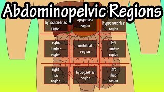 Abdominopelvic Quadrants And Regions  Abdominal Quadrants [upl. by Einaej]