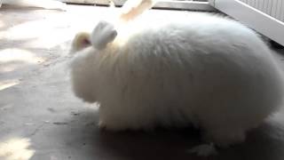 How do workers in China shear angora rabbits fur 安哥拉兔毛收割啦 [upl. by Krefetz254]