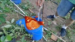 How To Make Fish Fertilizer in One Minute [upl. by Adrahs]