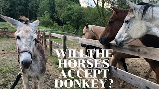 Horses meet Donkey for the FIRST TIME [upl. by Lanuk]