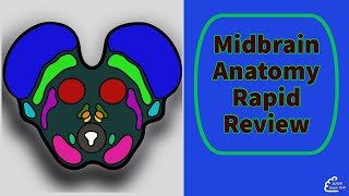 Functional Midbrain Anatomy Rapid Review [upl. by Phil]