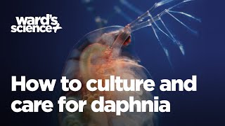 Caring and Culturing for Daphnia [upl. by Jarvis381]