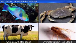 CBSE Class 11 Biology  Biological Classification System  Full Chapter  By Shiksha House [upl. by Dominic]