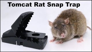 The Tomcat Rat Snap Trap amp A Bobcat Mousetrap Monday [upl. by Banky]