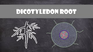 Dicotyledon Root Structure  Plant Biology [upl. by Meg508]