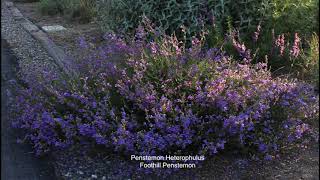 California Native Plant Garden Tour  May Penstemons [upl. by Hairahcez]