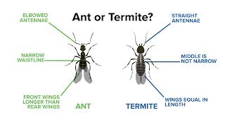 Identifying Ants vs Termites [upl. by Nahsad]