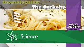 Biomolecules The Carbohydrates [upl. by Chung]