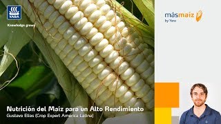 Nutrición del Maíz para un Alto Rendimiento – Gustavo Elias [upl. by Mllly]