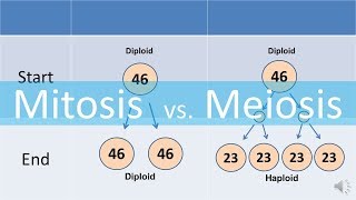 Mitosis vs Meiosis updated [upl. by Gerianne]