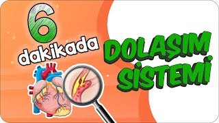 6 Dk’da Dolaşım Sistemini Öğren [upl. by Letisha]