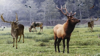 Best elk call amp elk sounds [upl. by Naeloj930]