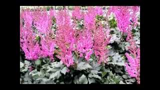 Best Perennials  Astilbe Visions False Spirea [upl. by Bahr]